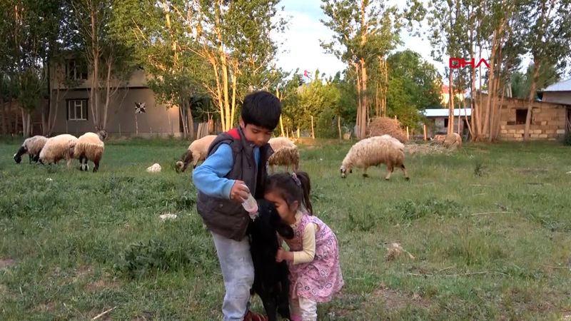 Van'da annesi ölen kuzuyu biberonla besliyorlar