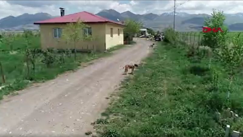 Erzurum’da havlayan köpeğe bakmak isteyince araba çarptı ve öldü