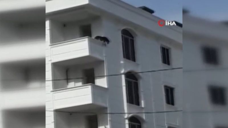 Sultangazi’de köpek çıkış yolunu bulamadı, balkondan atladı