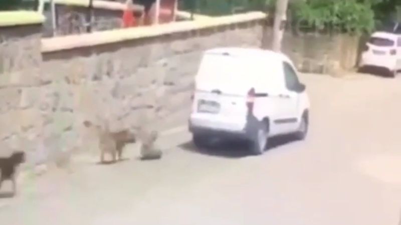 Gebze'de aracın köpeği ezdiği anlar
