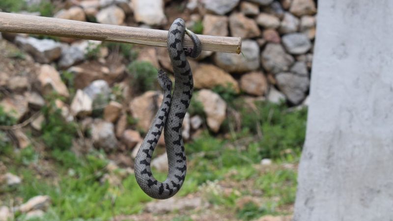 Sivas'ta nesli tükenen boynuzlu engerek görüntülendi