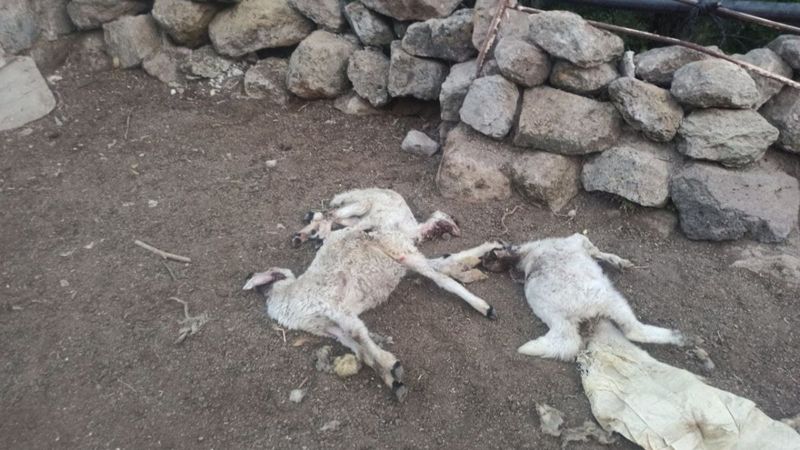 Aksaray'da ahıra giren kurt, 10 koyunu telef etti