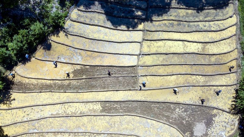 Bitlis'te çiftçiler, imece usulü çeltik ekimine başladı
