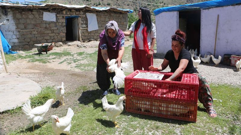 Tunceli'de köy köy gezip canlı tavuk dağıttılar