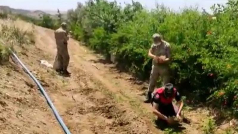 Adıyaman'da Hint keneviri operasyonu