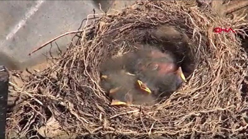 Tokat’ta iş makinesinin motor kısmında, 6 kuş yumurtadan çıktı