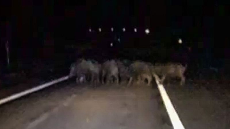 Ardahan'da domuz sürüsü yola indi