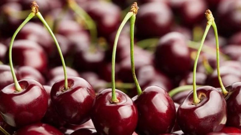 Sakın çöpe atmayın: Kiraz sapının faydaları nelerdir?