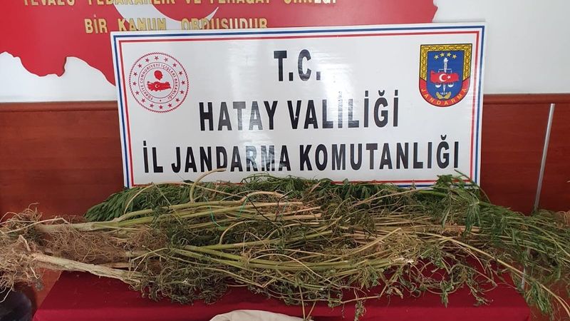 Hatay’da evde kök kenevir yetiştiren şahıs yakalandı