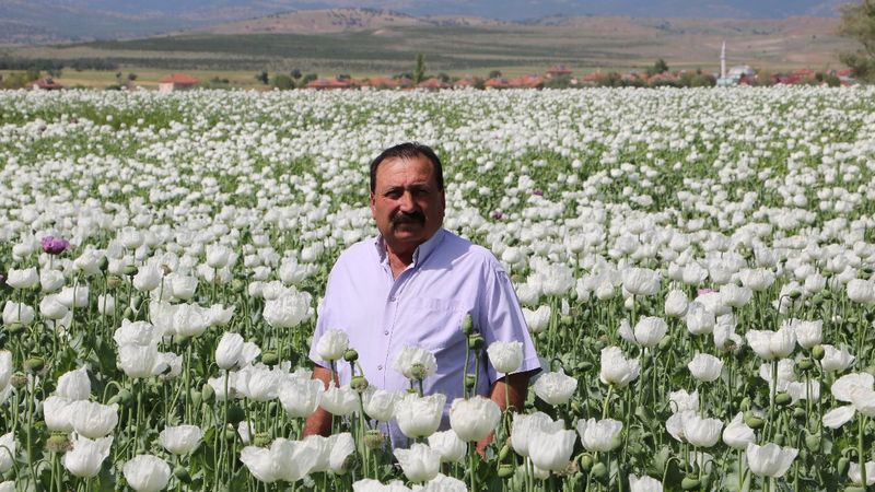 Afyonkarahisar'daki haşhaş çiçekleri açınca, ova beyaza büründü