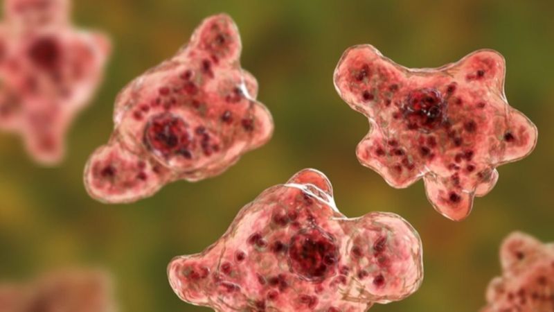 Beyin yiyen amiplerin sayısı hızla çoğalabilir