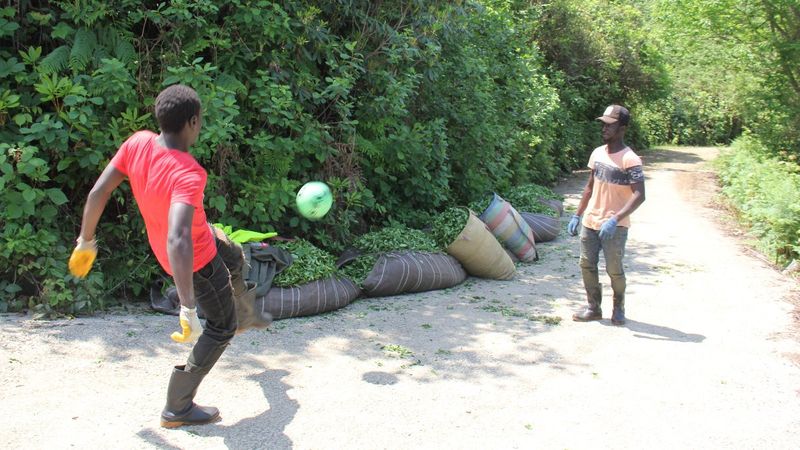Rize'deki Afrikalı çay işçilerinin futbol eğlencesi