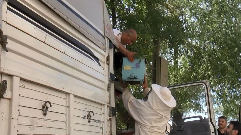 Sultangazi'de oğul veren arılar, kamyonetle ağaçtan indirildi