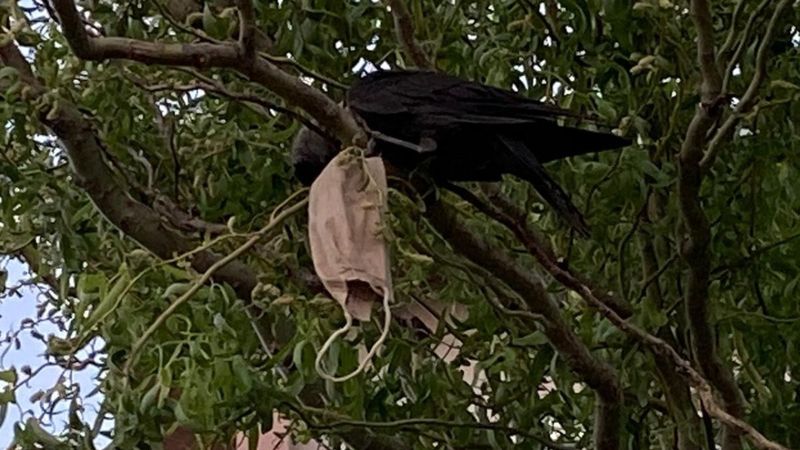 Bitlis'te boynuna maske dolanan karganın yardımına itfaiye koştu