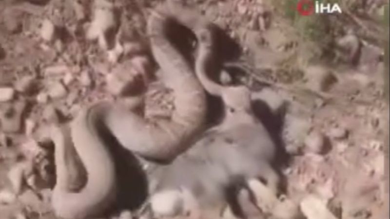 Hakkari'deki yılanın, tavşan avı