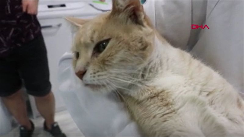 Denizli’de cinsel saldırıya uğrayan kedi tedavi altına alındı