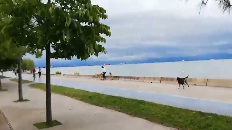 İstanbul'da sokak köpekleri bir kadına saldırdı