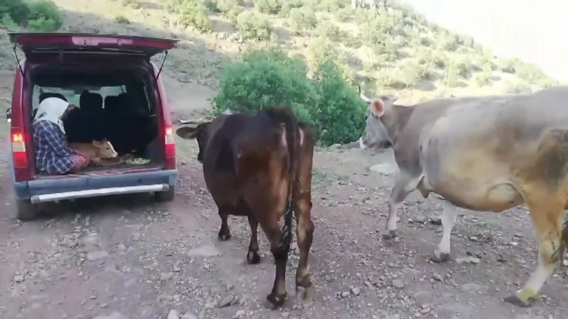 Amasya'da inek, yeni doğurduğu buzağı için aracın yolunu kesti