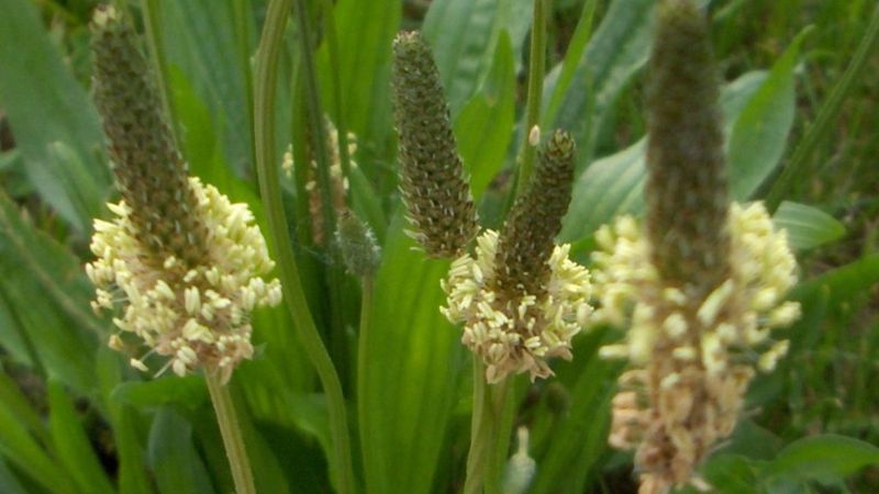 Damar tıkanıklığına şifa: Sinir otunun faydaları nelerdir?