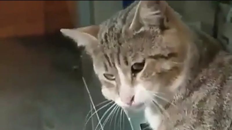 Metro turnikesinde geçişe izin vermeyen kedi