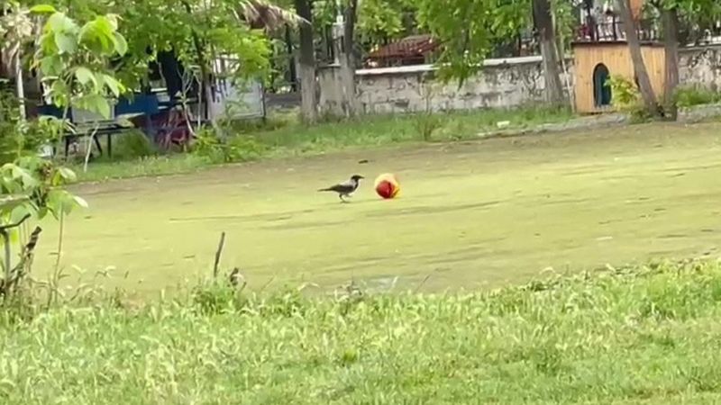 Samsun'da top cambazı karga