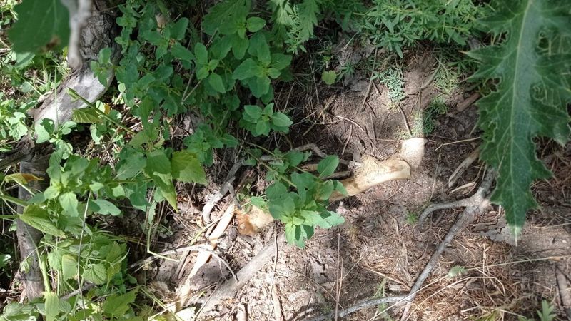 Bingöl'de ağaç dibinde insan kemikleri bulundu