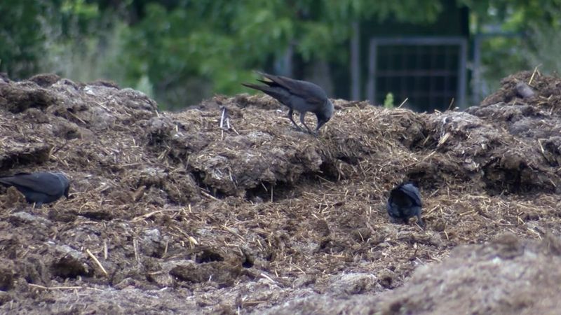 İstanbul'da kuşlarda Batı Nil Virüsü tespit edildi
