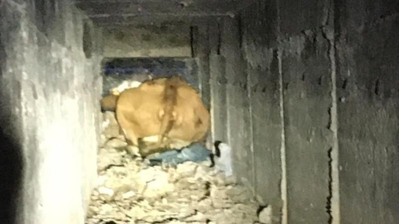 Kayseri'de menfeze sıkışan ineği kurtarma operasyonu