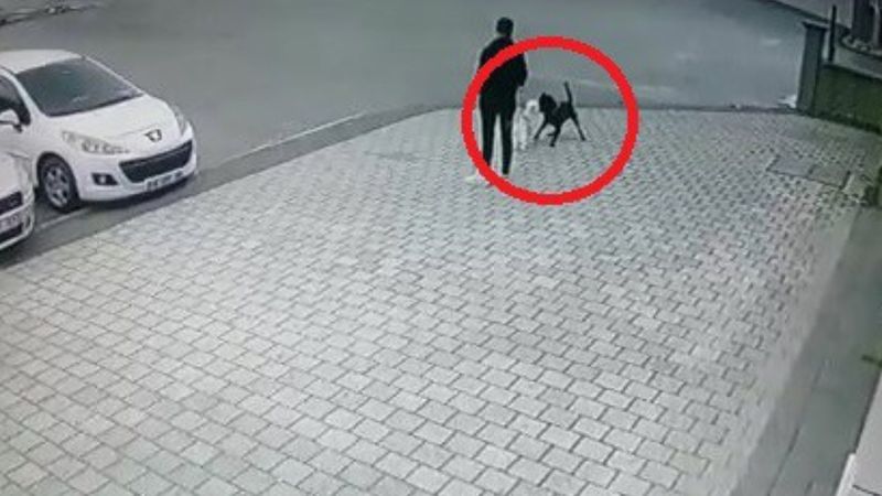 Bursa'da küçük köpeğe pitbull saldırdı