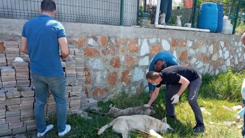 Yalova’da 7 köpekten 6’sı, zehirlenerek öldürüldü