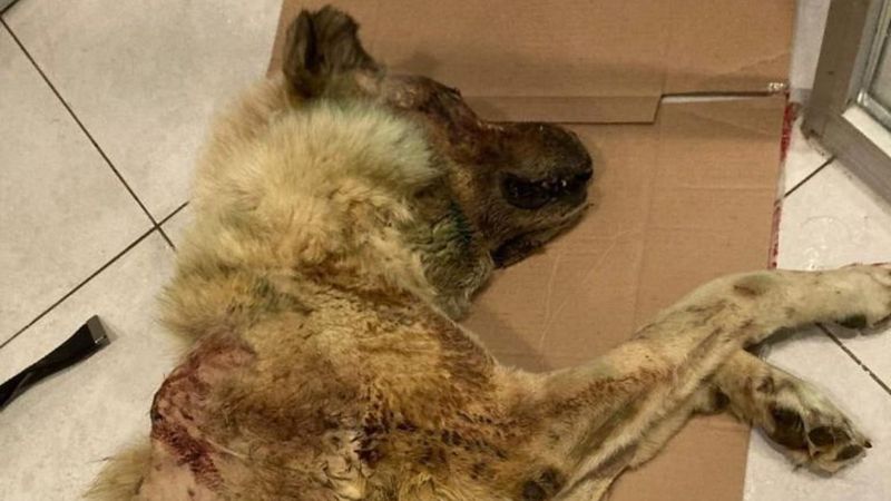 Samsun’da balta ile saldırıya uğrayan köpek, dereye atıldı