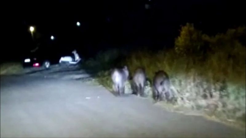 Sultangazi’de domuz sürüleri mahalleye indi