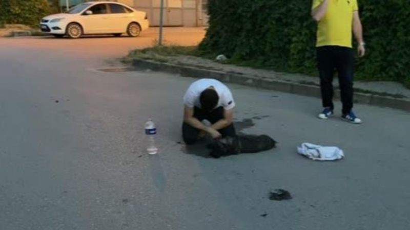 Bursa'da aracın çarptığı köpeğinin başında gözyaşı döktü