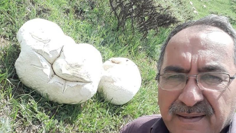 Kayseri'de 7 kiloluk mantar bulundu