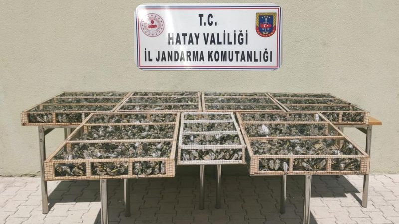 Hatay'dan Suriye'ye götürülmek istenen binlerce kuş ele geçirildi