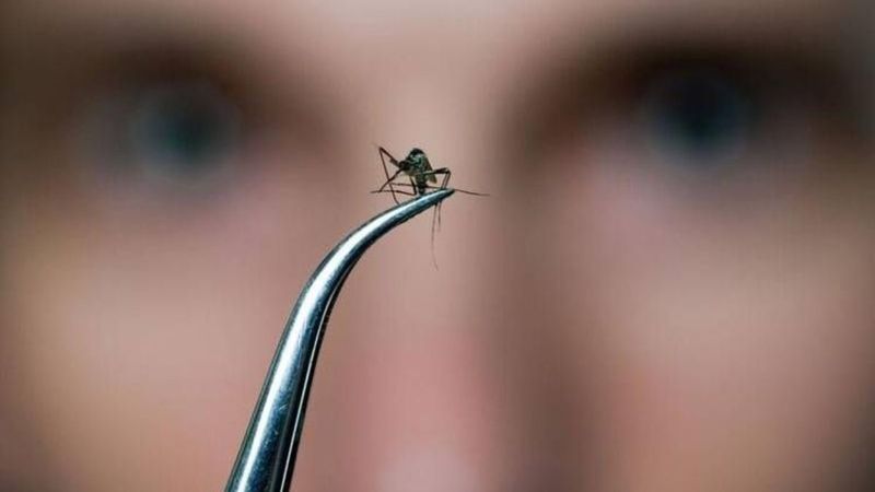 Doğal ve zararsız: Sivrisineklerden kurtulmanın yolları