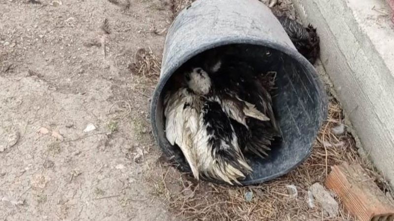 Sakarya'da 50 hayvanı telef eden köpeklere böyle isyan etti