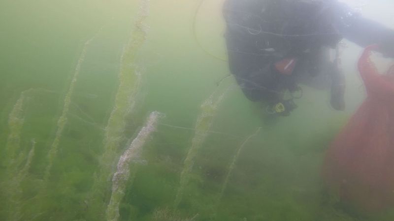 İzmit Körfezi’nde dalgıçlar, müsilajın su altındaki durumunu görüntüledi