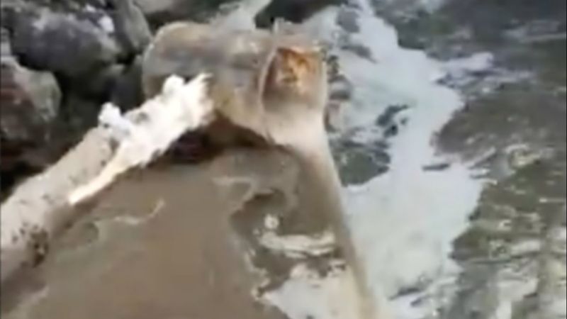 Kocaeli'de atık sular Marmara Denizi'ne dökülürken görüntülendi