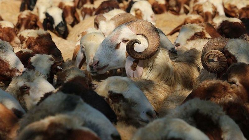 Vekaletle kurban kesimi fiyatları ne kadar? Kızılay 2021 kurban vekalet fiyatları