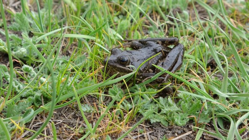 Niğde'de ötmeyen kurbağaları yiyen balıkların avlanmasına izin