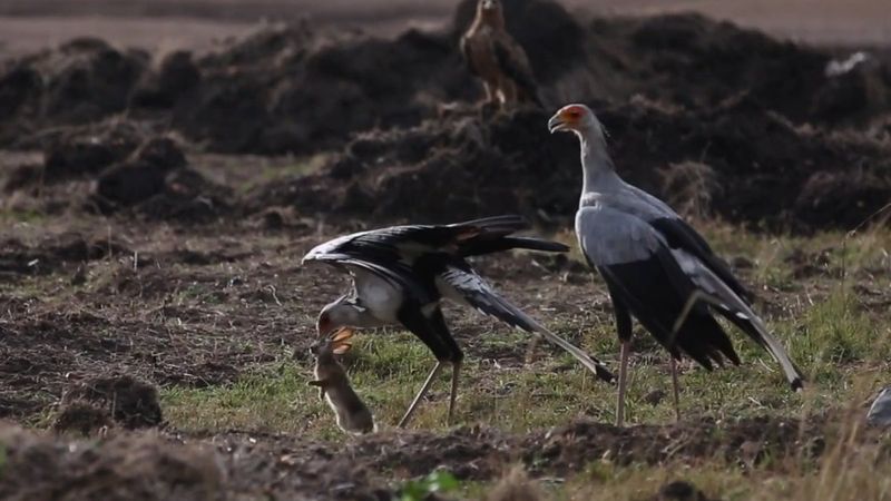 Kenya'daki sekreter kuşunun, tavşan avlama anı