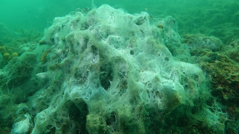 Deniz salyası varken balık yenir mi? Müsilaj zehirler mi?