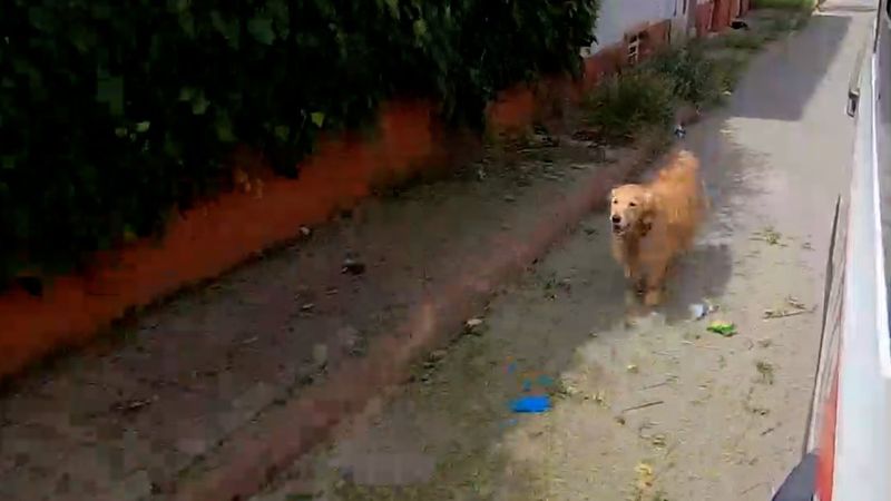 Büyükada'da hastanelik olan sahibini yalnız bırakmayan köpek