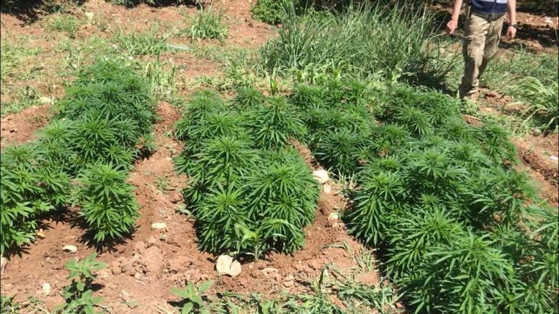 Malatya'daki operasyonda 31 bin 750 kök kenevir ele geçirildi