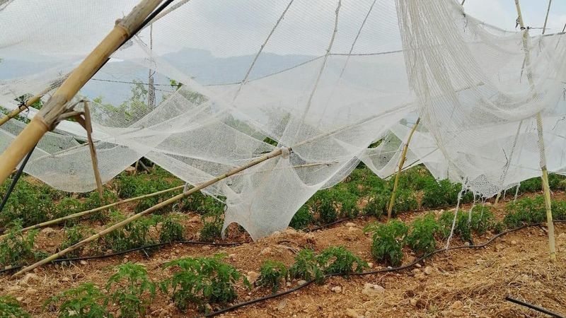Mersin'de dolu, meyve bahçelerine zarar verdi