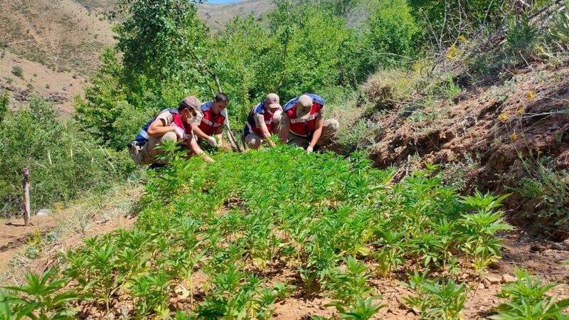 Elazığ'da tarlaya ekilen binlerce kenevire el konuldu