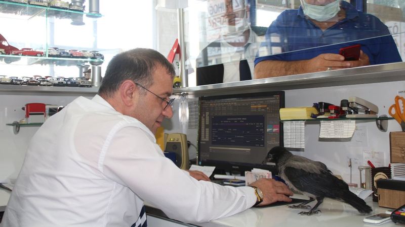 Rize'de satış görevlisinin kargası, terminalin neşesi oldu