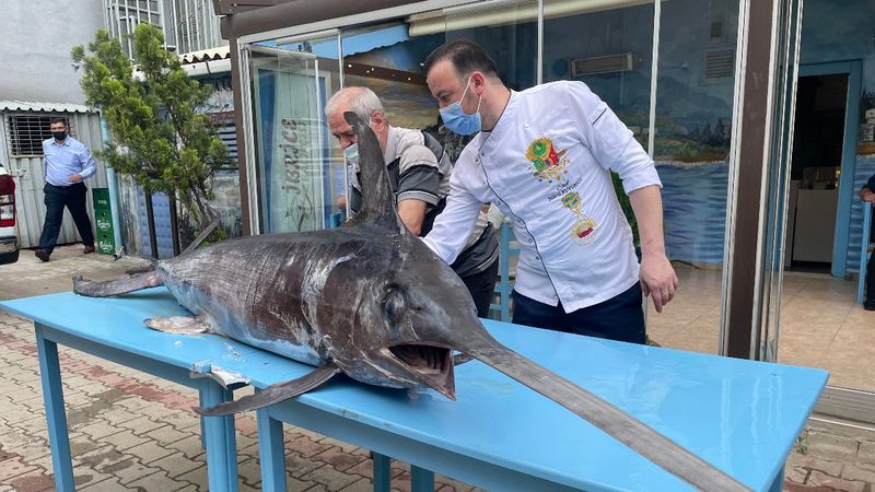 Edirne Saros Körfezi’nde yakalanan dev kılıç balığı ilgi çekti
