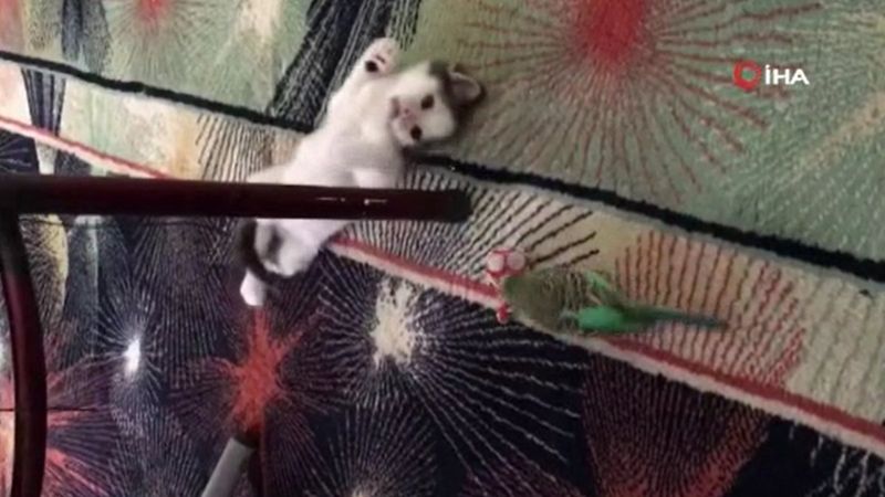 Gaziosmanpaşa’da kedi ile muhabbet kuşunun dostluğu kamerada